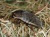 Dytiscus semisulcatus